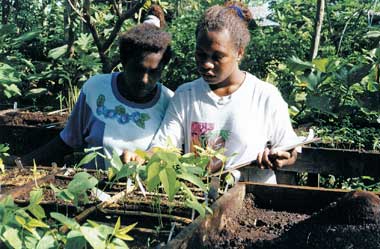 Germination testing at Solomon Islands PMN garden