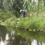 Chinampa