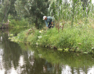 Chinampa