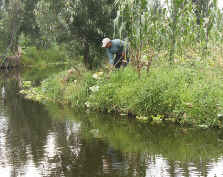 Chinampa
