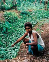 TerraCircle's Roselyn Kabu Maemouri assesses a swamp garden made as part of the Lauru Kastom Garden Project.