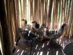 Low cost materials used as housing for village poultry
