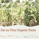 Zai na Tina Organic Farm, Solomon Islands