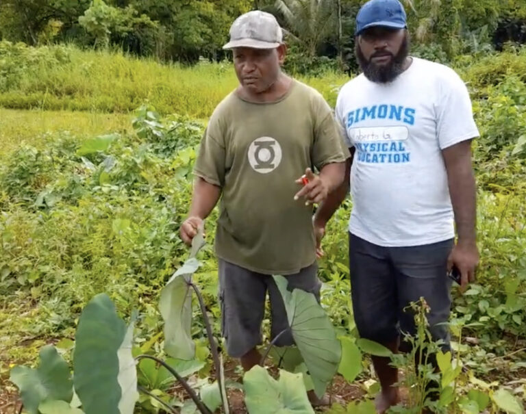 Taro Video by KGA