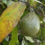 Inocarpus_edulis,_fruit