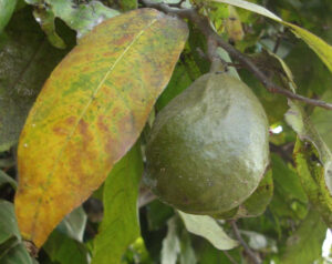 Inocarpus_edulis,_fruit