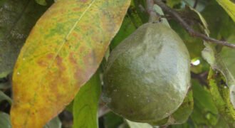Inocarpus_edulis,_fruit