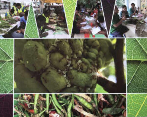 Plant Health Clinic manual