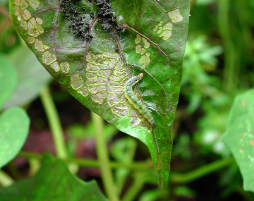 Sweetpotato leaf-folder caterpillar