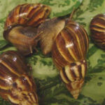 Giant Apical snail