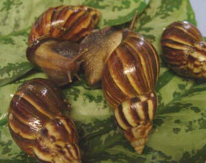 Giant Apical snail