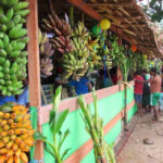 Banana diversity
