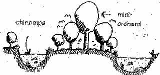 chinampa image