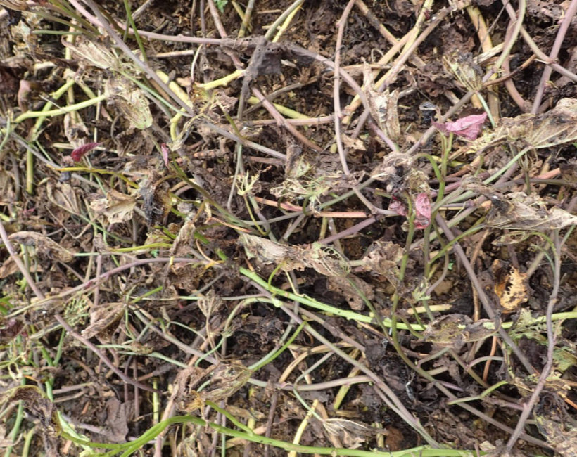 Sweetpotato damage