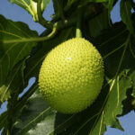 Breadfruit: https://en.wikipedia.org/wiki/Breadfruit