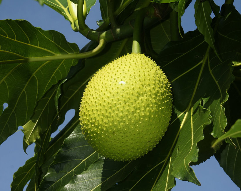 Breadfruit: https://en.wikipedia.org/wiki/Breadfruit