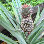 Pineapple in garden Woja