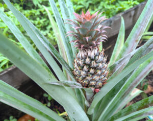 Pineapple in garden Woja