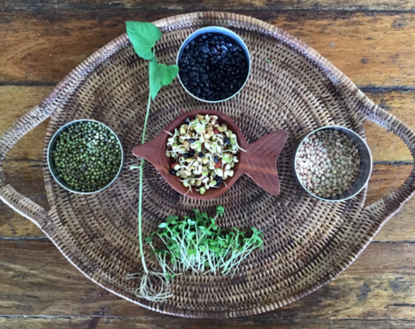 Sprouts