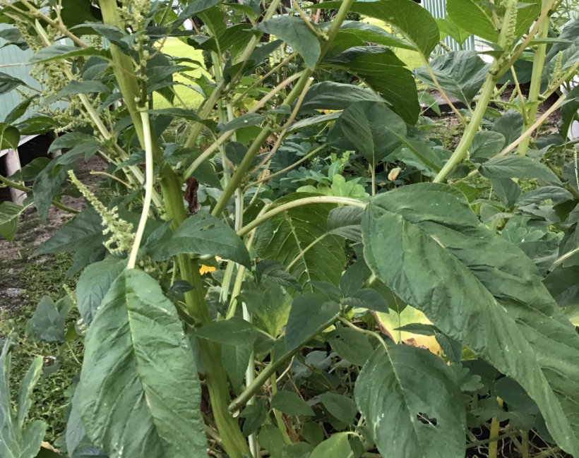 Amaranth