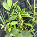 bunch of herbs