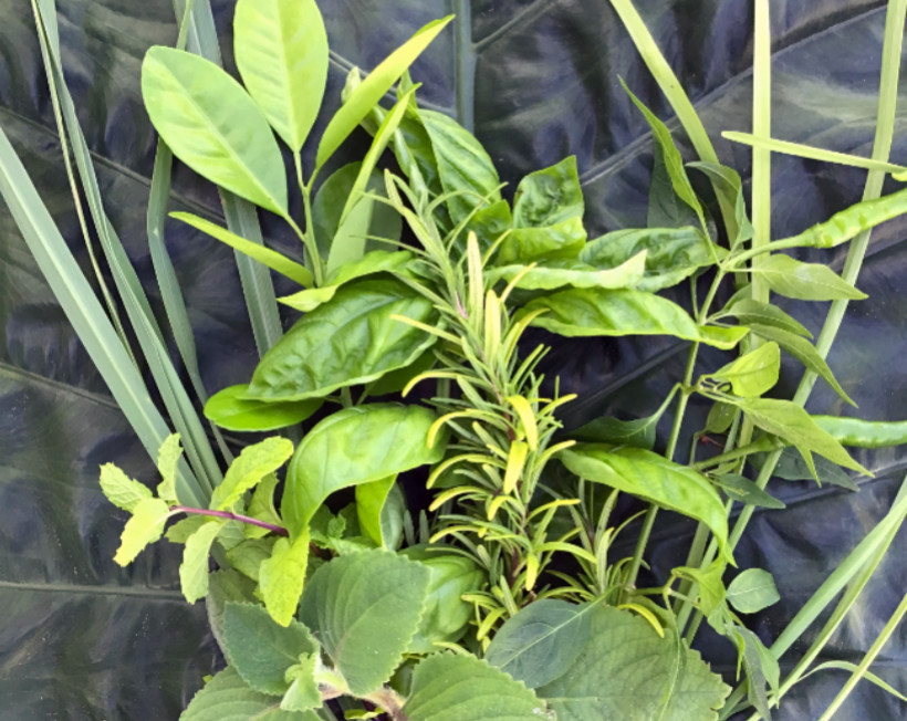 bunch of herbs