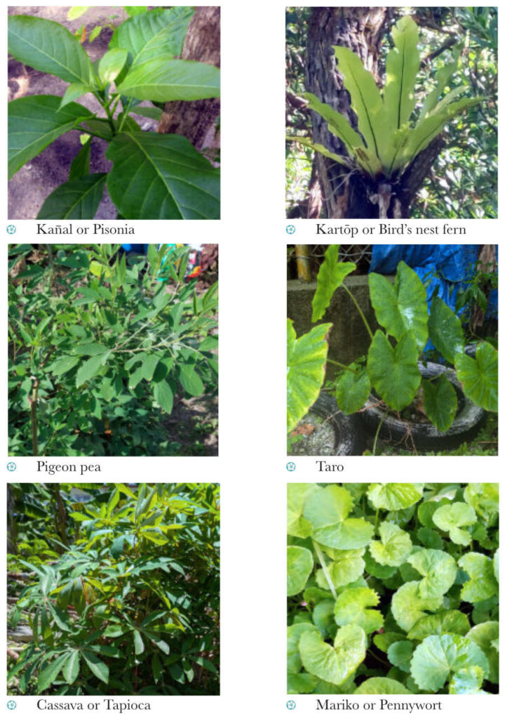 Leafy-greens-5