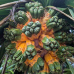 pandanus