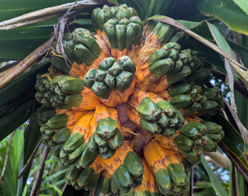 pandanus