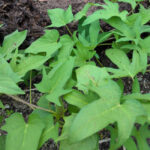 sweet potato leaves