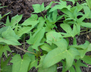 sweet potato leaves