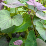sweet potato leaves