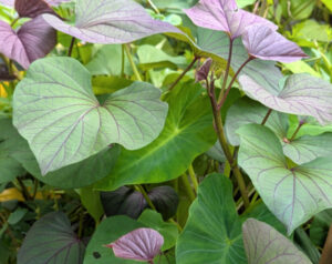 sweet potato leaves
