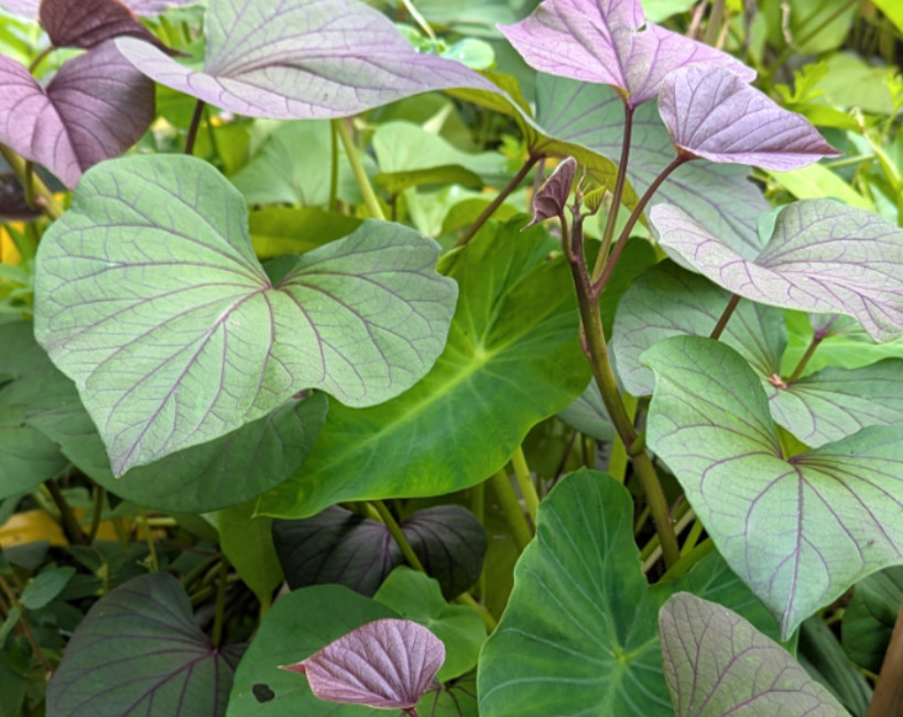 sweet potato leaves