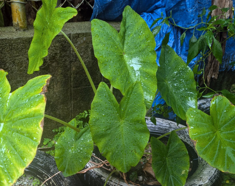Taro