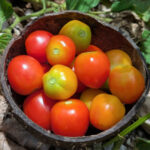tomatoes in garden Woja