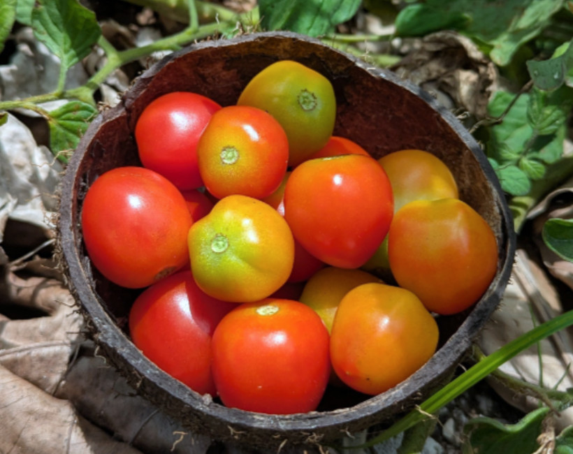 tomatoes in garden Woja