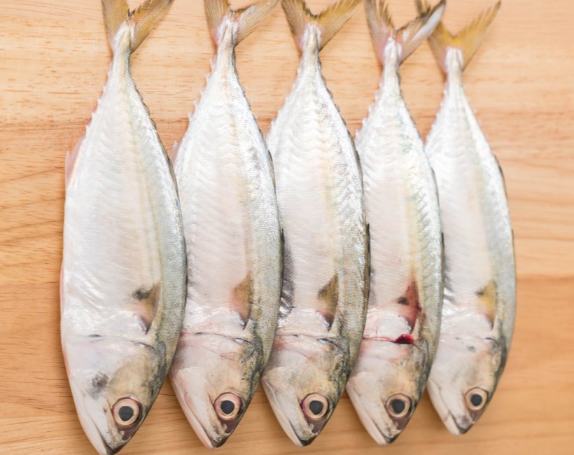 Mackerel